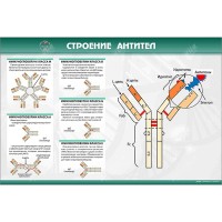 Стенд "Строение антител"